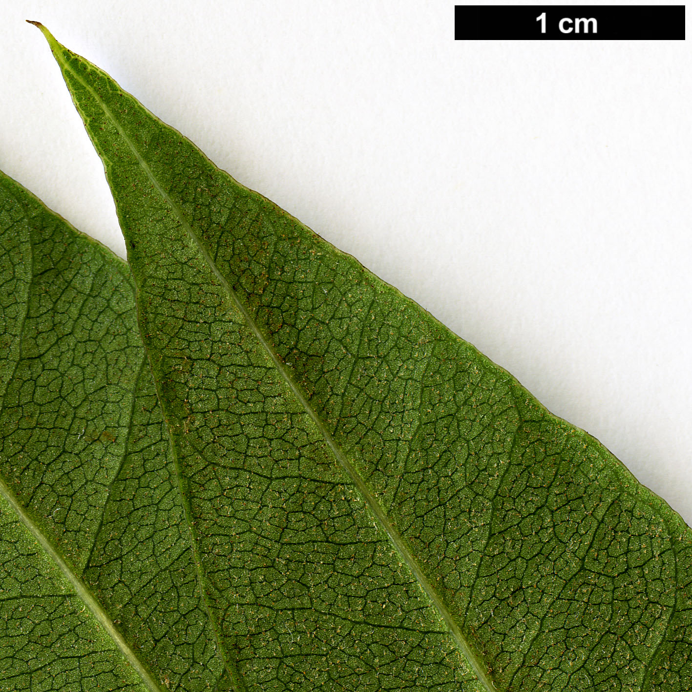 High resolution image: Family: Araliaceae - Genus: Schefflera - Taxon: species (Guatemala)